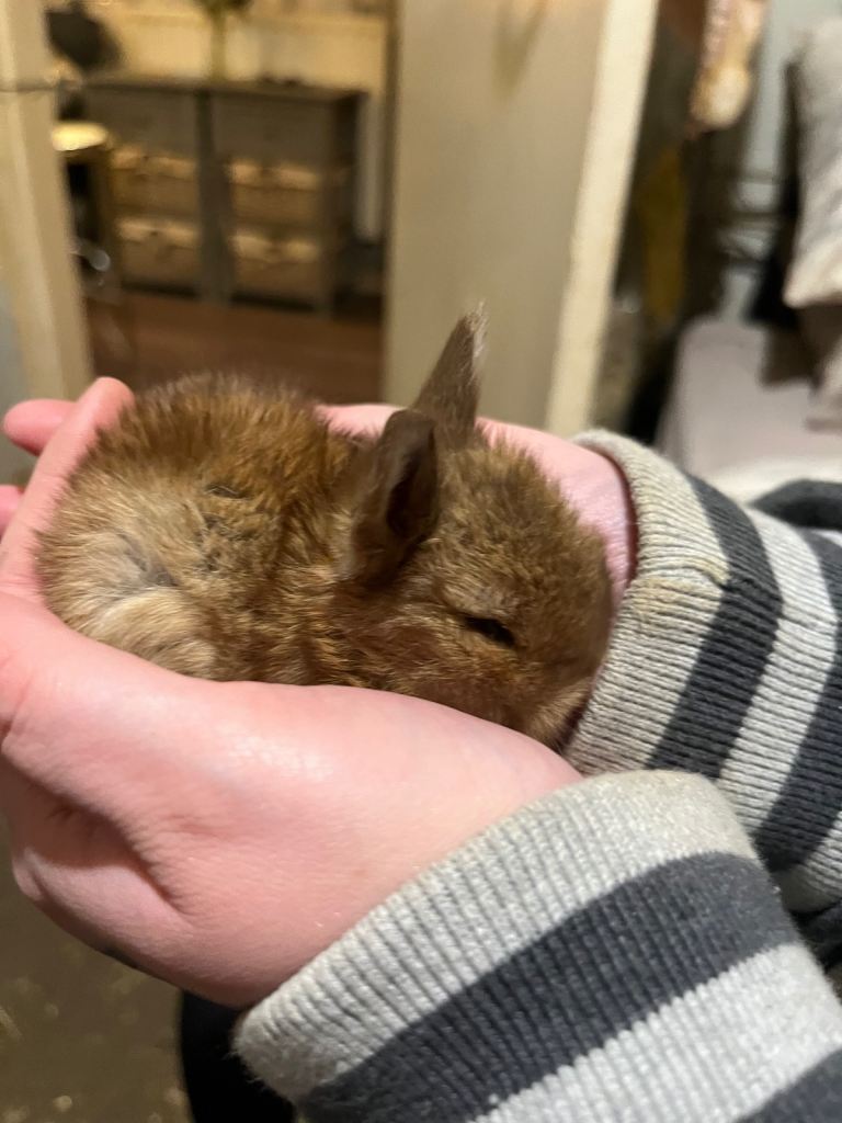 Netherland Dwarf / Minilop 