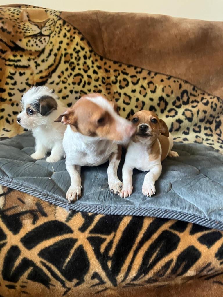 2x Beautiful Jack Russell puppies