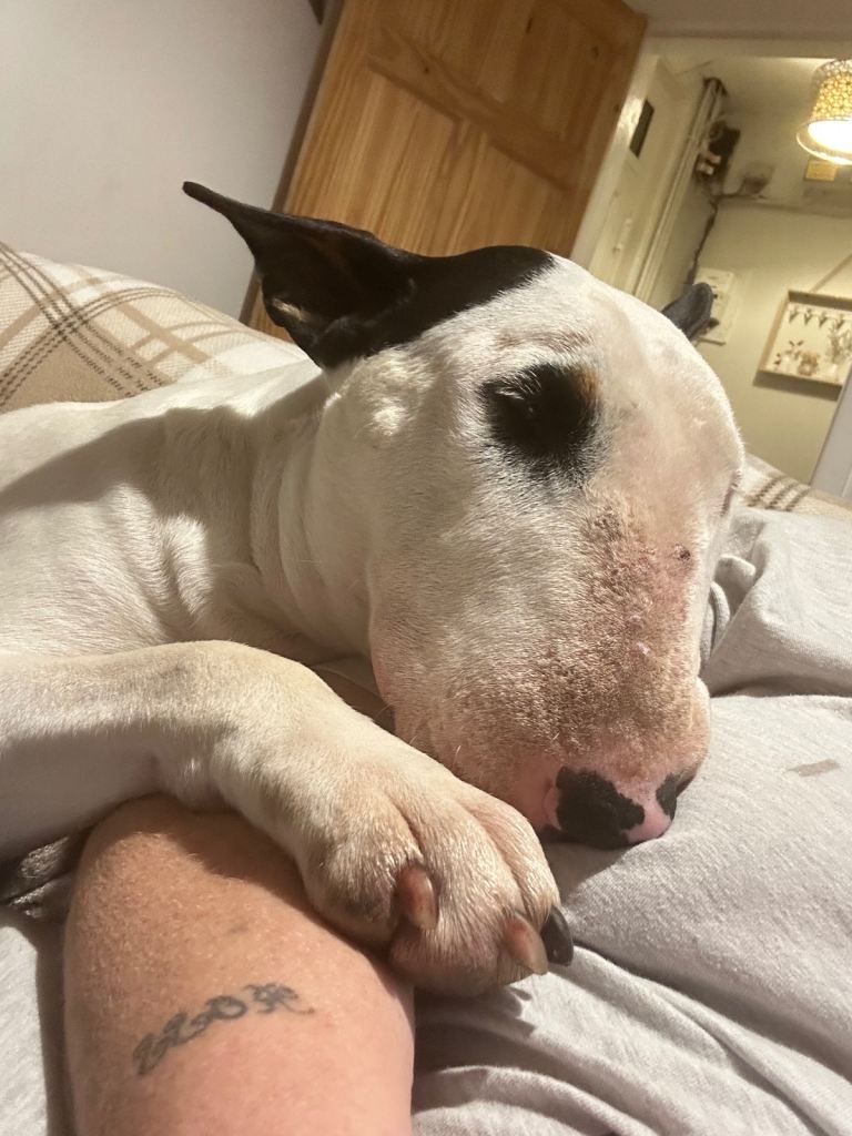 Loving English bull terrier wanting loving home 