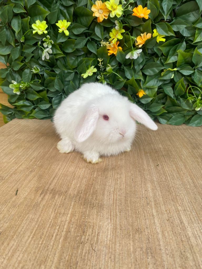 Mini lops Est since 2014 