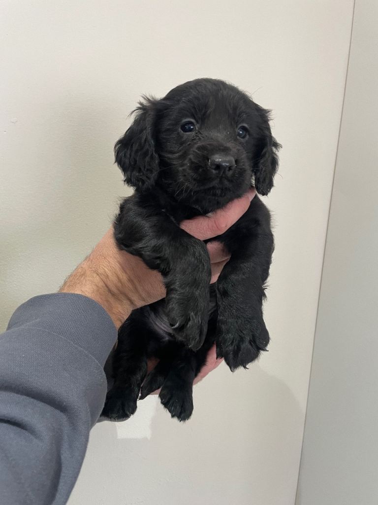 Cocker spaniel puppy 
