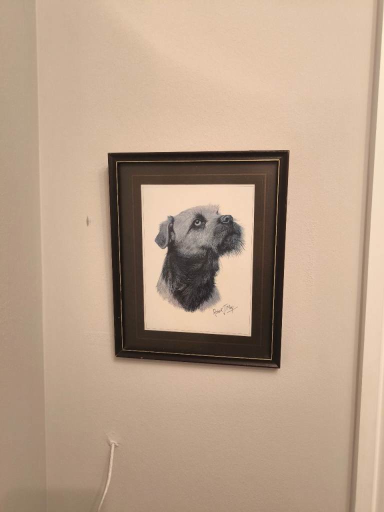 Border terrier picture 