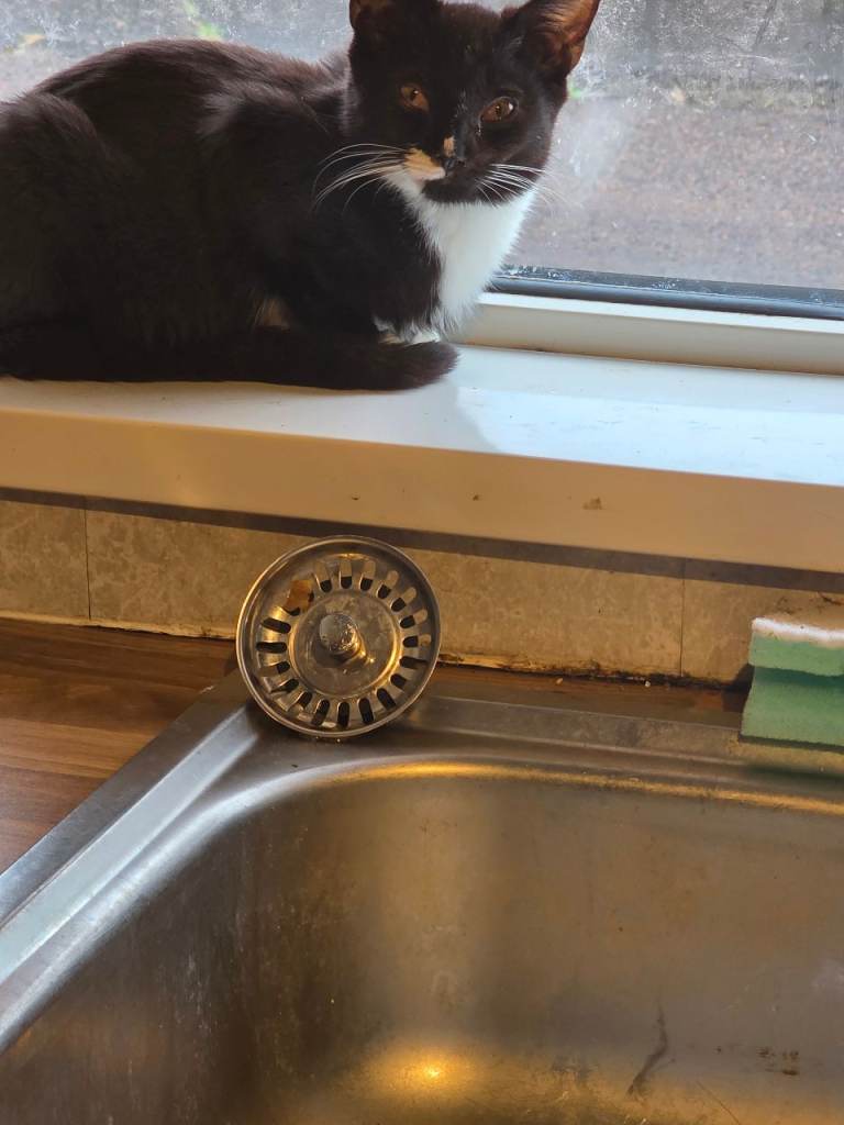 4 males cat to be rehomed