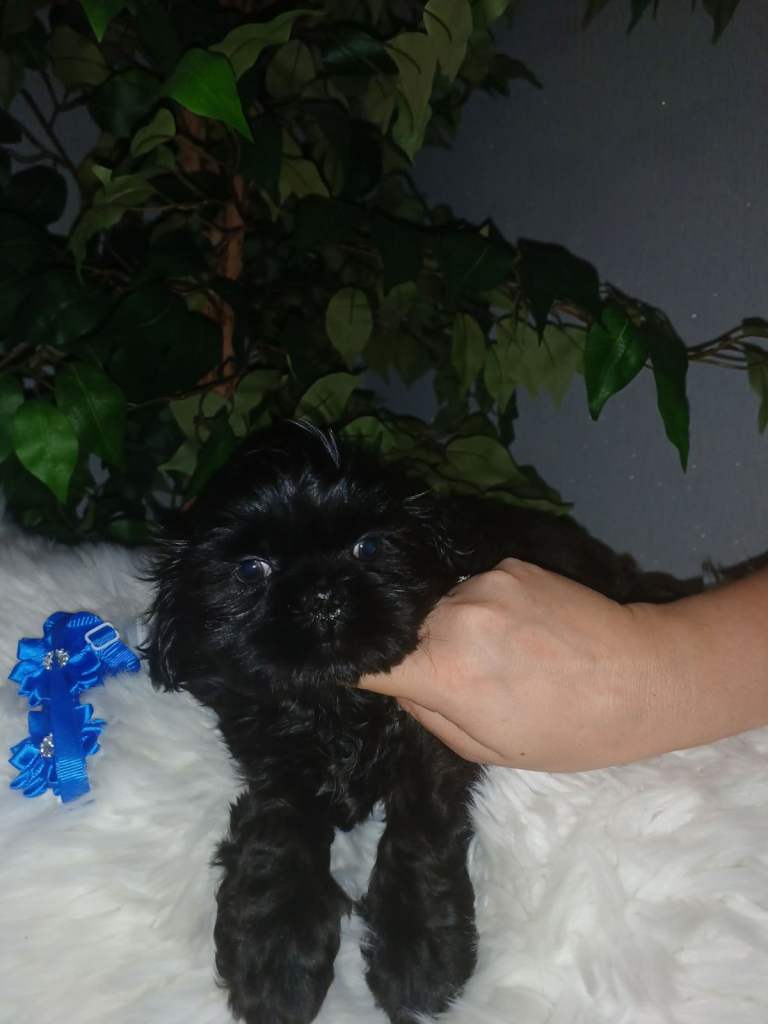 🐶 Adorable puppies looking for loving homes 🐾