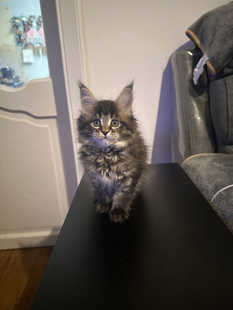 Maine coon kitten