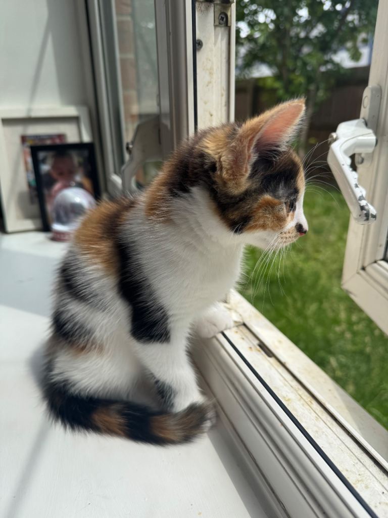 Kitten needs home asap 