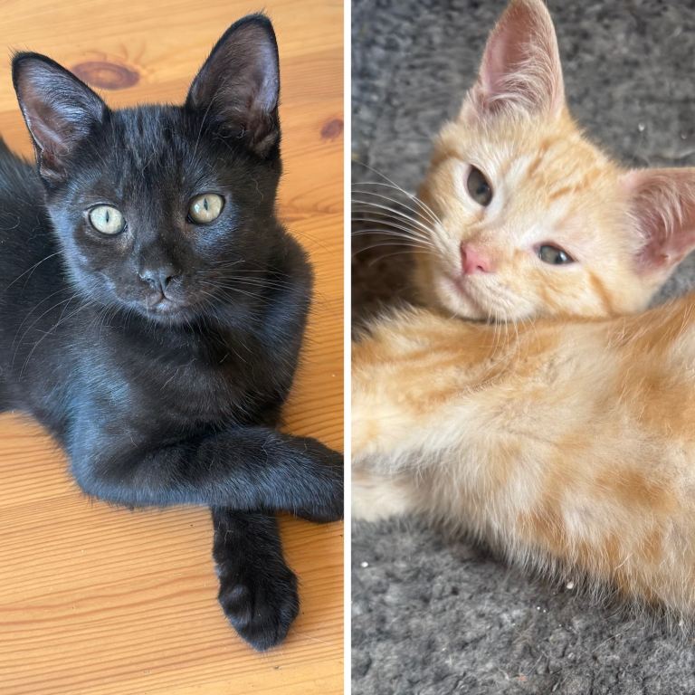Gorgeous Mixed RDoll Kittens Ready Now For Forever Home 