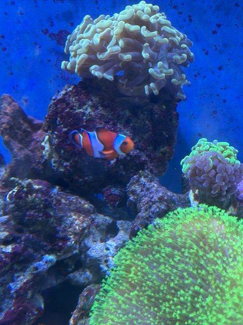 CLOWN FISH