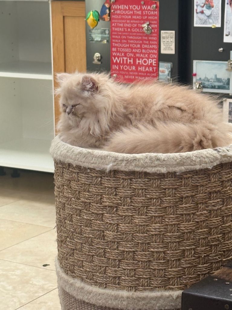 Persian Kittens Wimbledon 