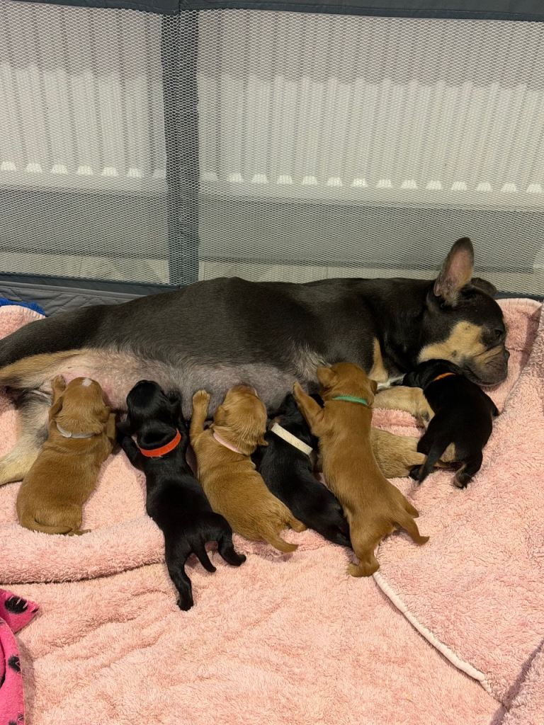 Frenchie cross cockapoo pups