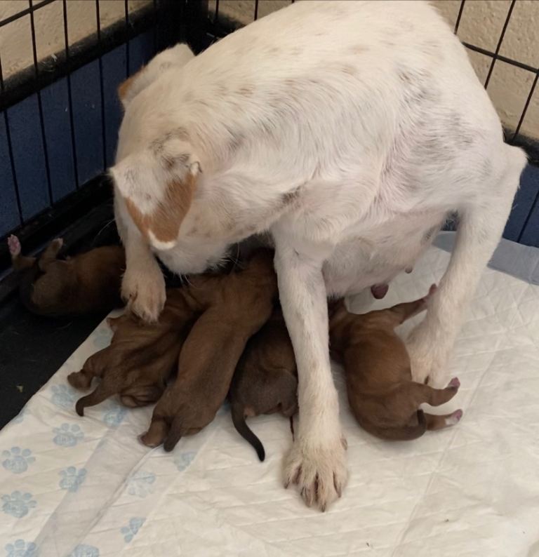 Lakeland puppies