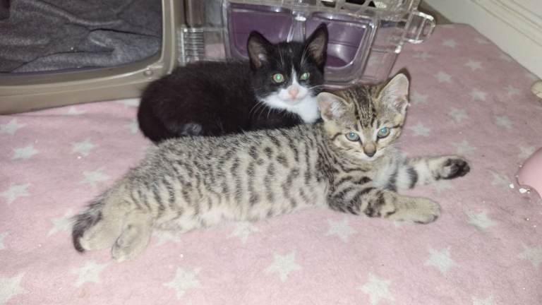 Kittens