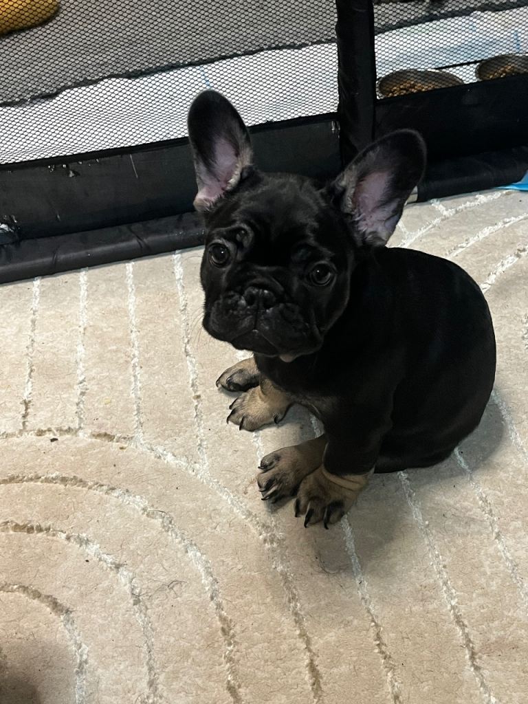 KC FRENCH BULLDOG puppie