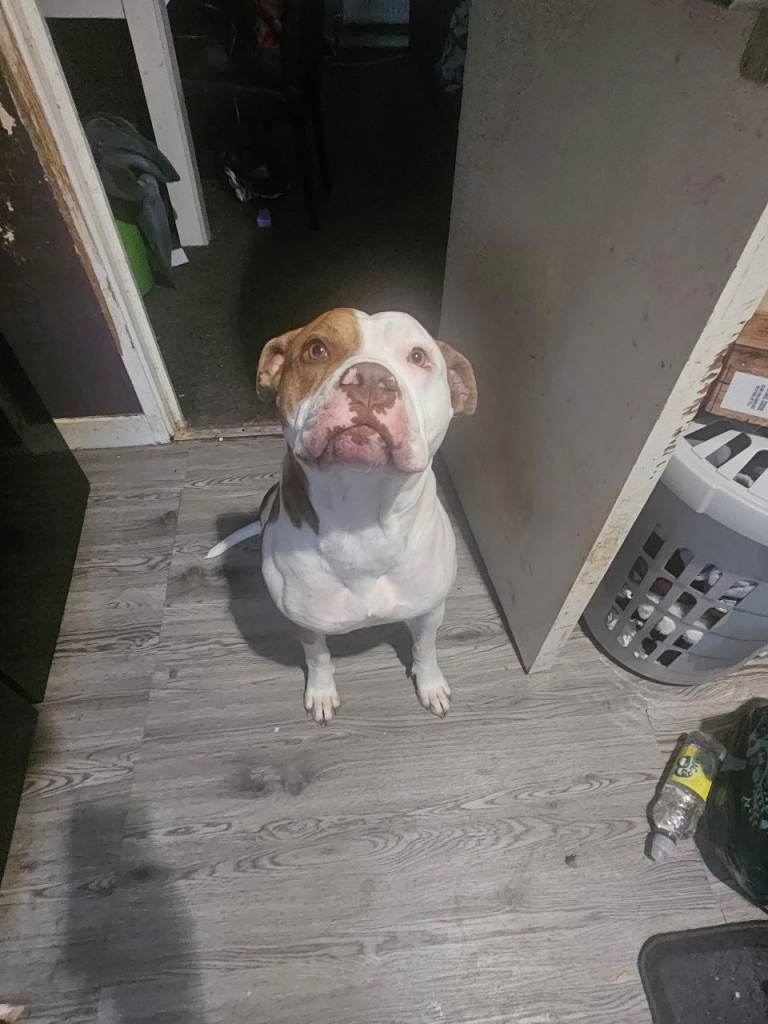 Beautiful american bulldog age 3