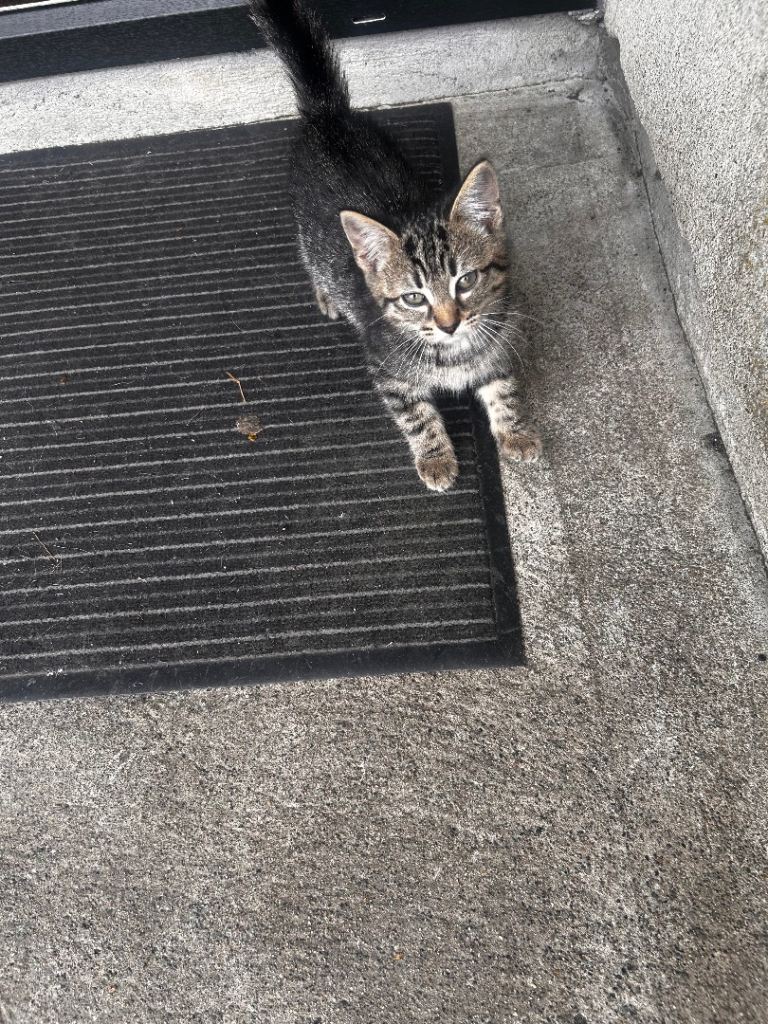 Kittens for sale