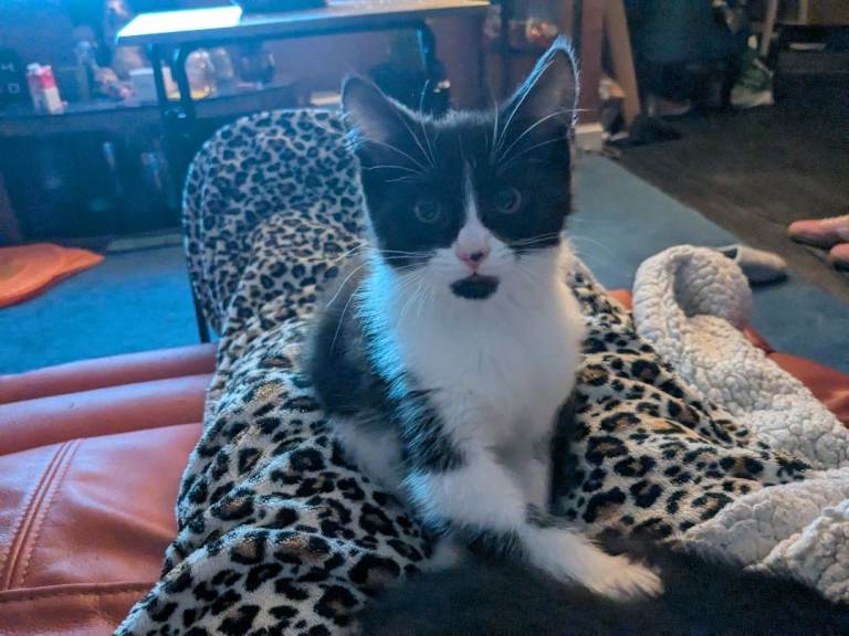 Maine Coon cross kittens 