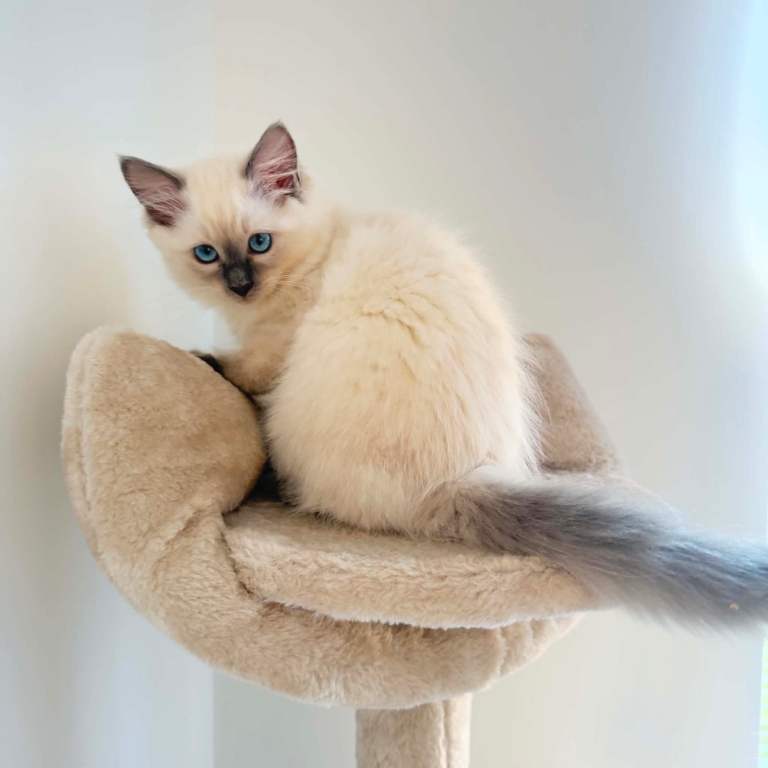 2 female kittens available 