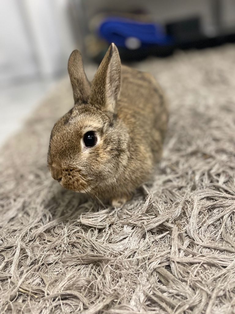 Healthy Male Dwarf rabbit