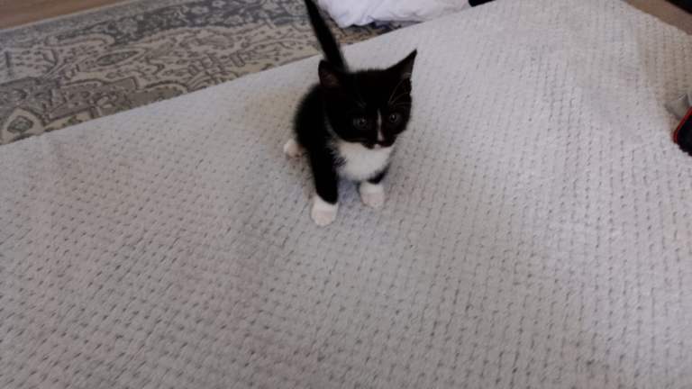 For sale 