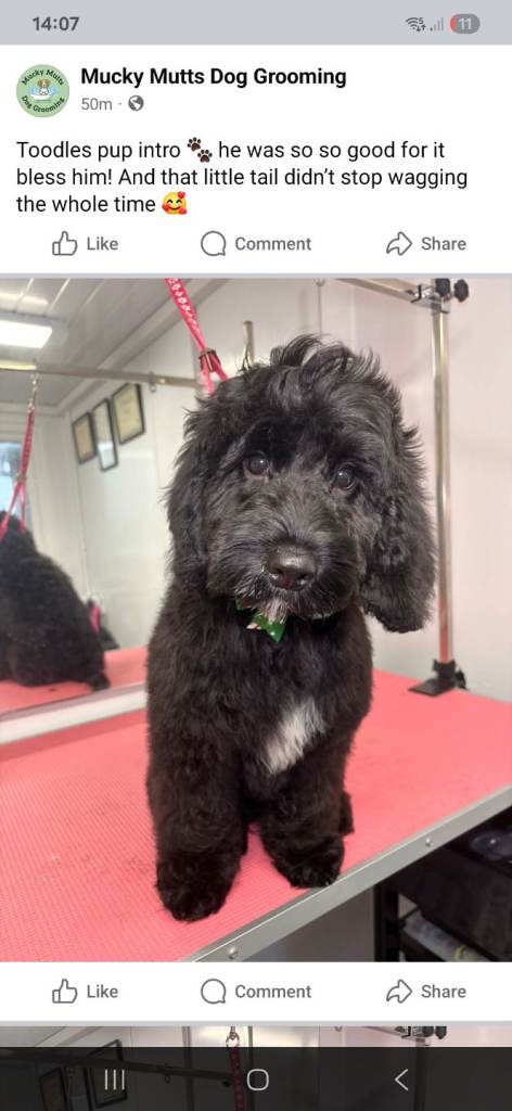 Cockapoo 5 months old 