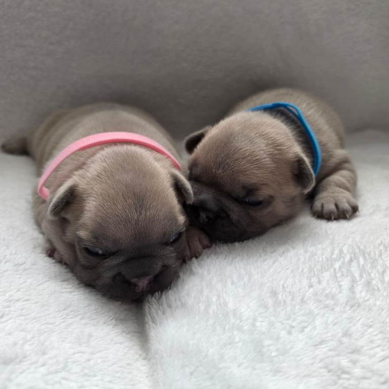 2 Gorgeous French Bulldog puppies
