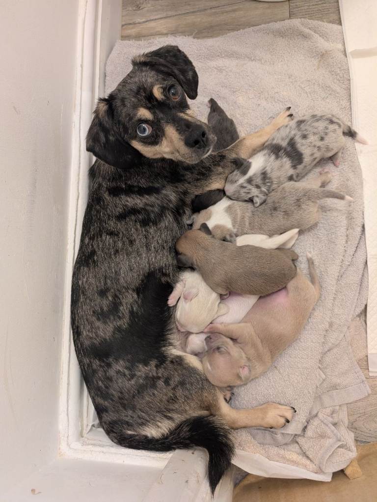 Sausage Dog X Puppies 