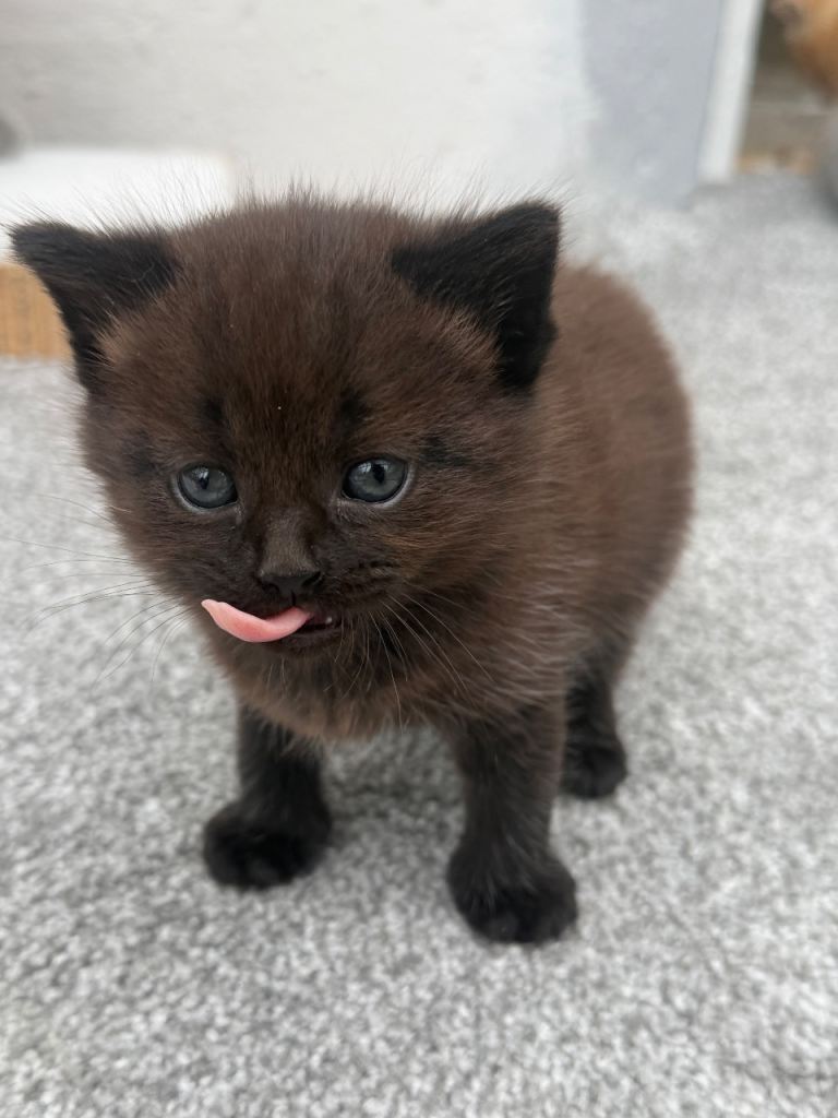 British Shorthair Kitten ONLY 1 BOY LEFT