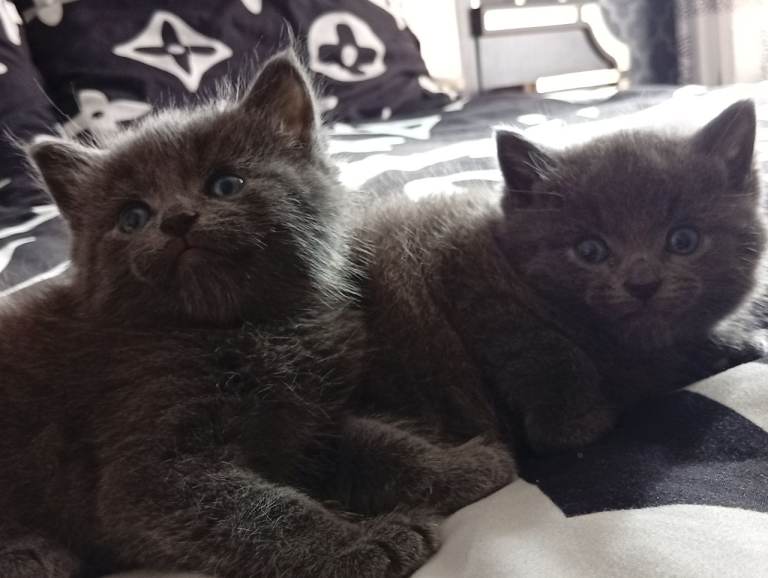 Kittens british shorthair