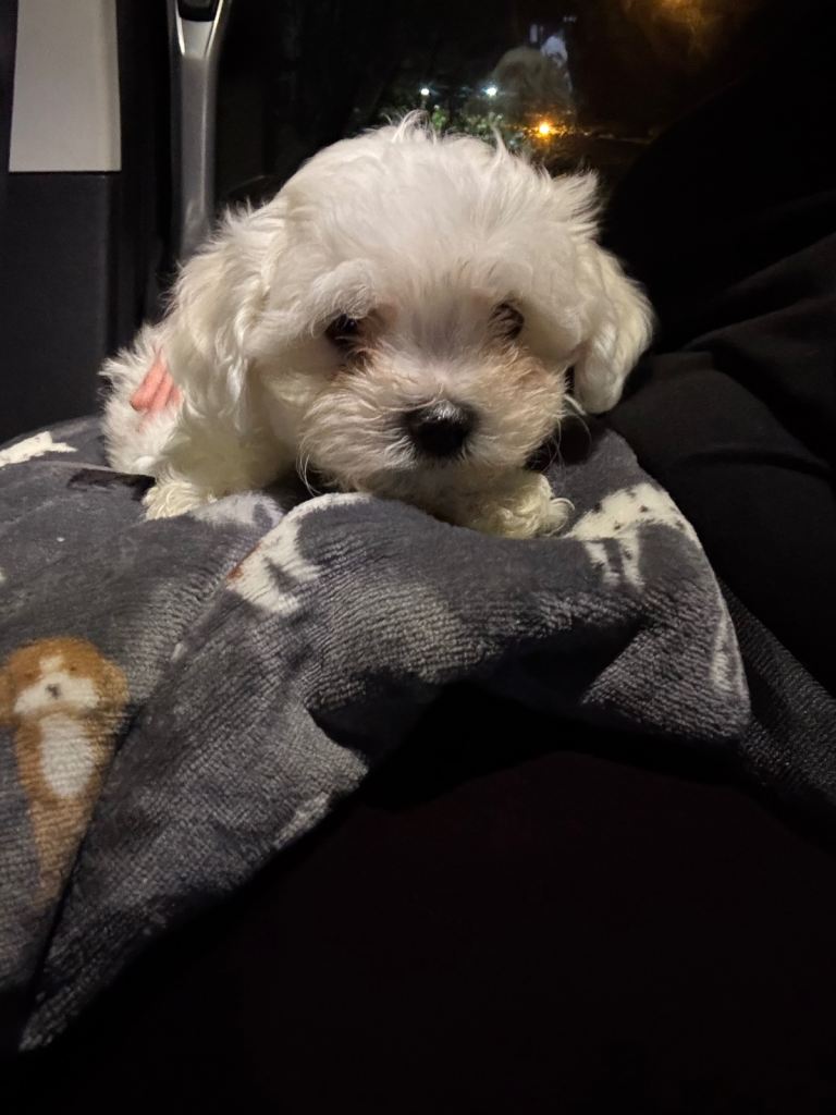 9 week old pure Maltese 
