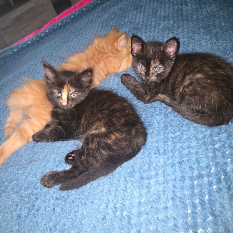 Kittens