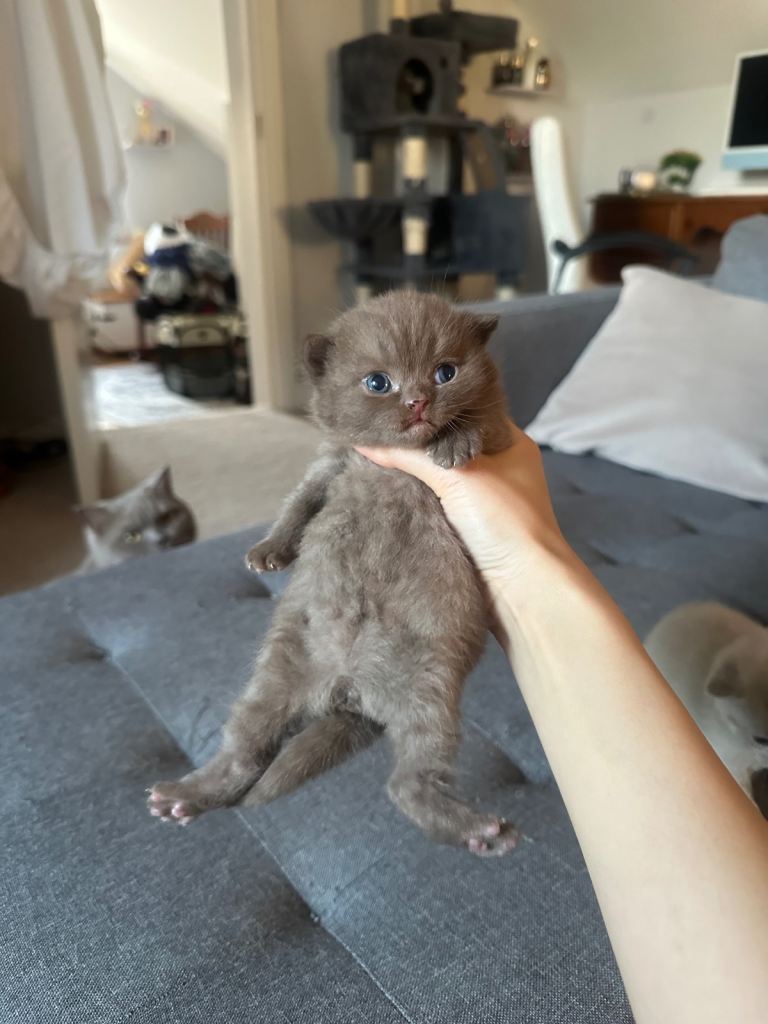 Chocolates and lilacs British shorthair hair kittens for sale 
