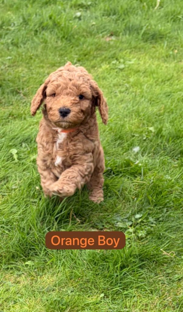 Cockapoo pups for sale 2boys