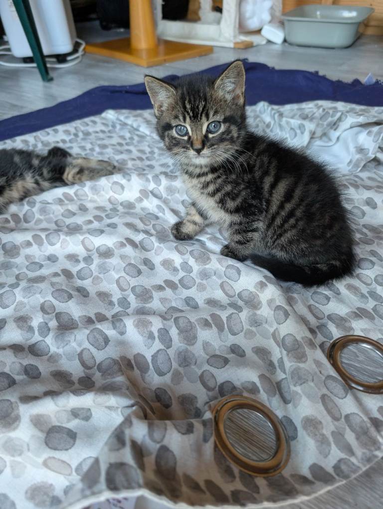 Adorable Kittens Ready for Their Forever Homes