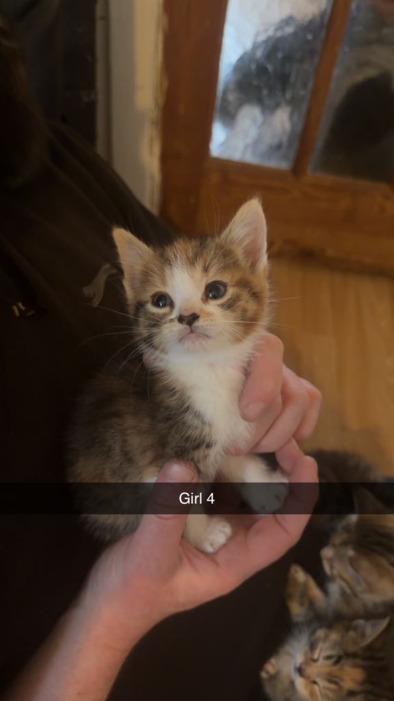 Kittens 