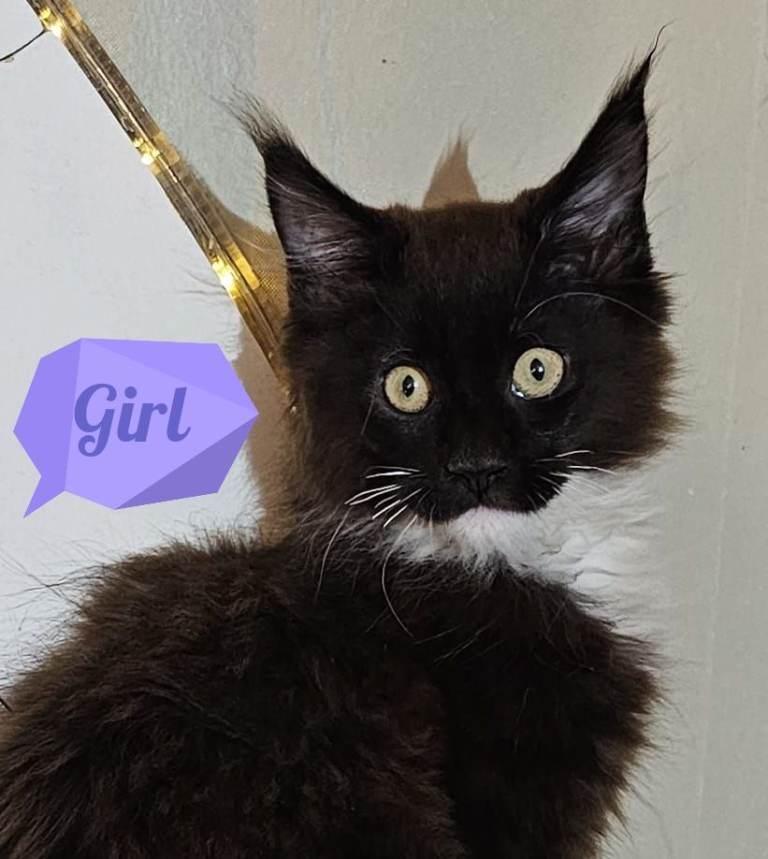 😻😻😻100% purebred Maine Coon (TICA registered)