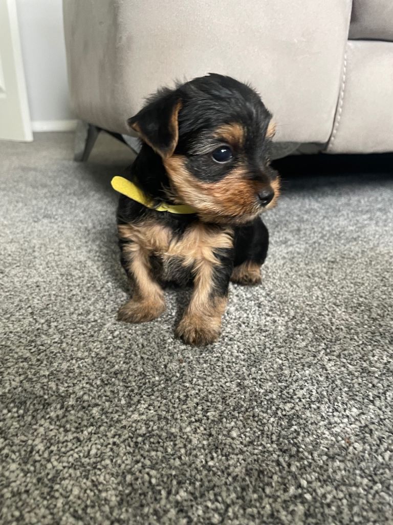Yorkshire Terrier Puppy for sale - Girl