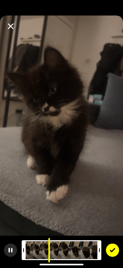 Male kitten domestic longhair