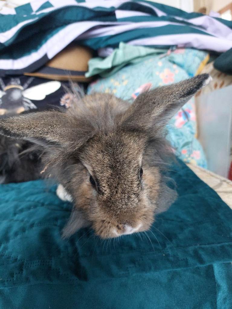 Male lionhead mix rabbit