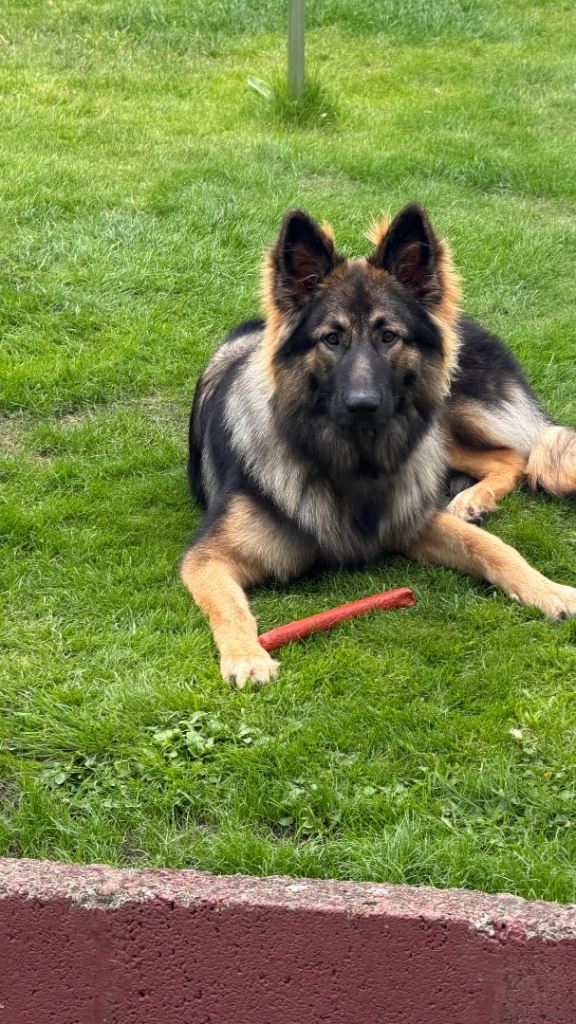 9 Month old long hair German Shepherd for sale