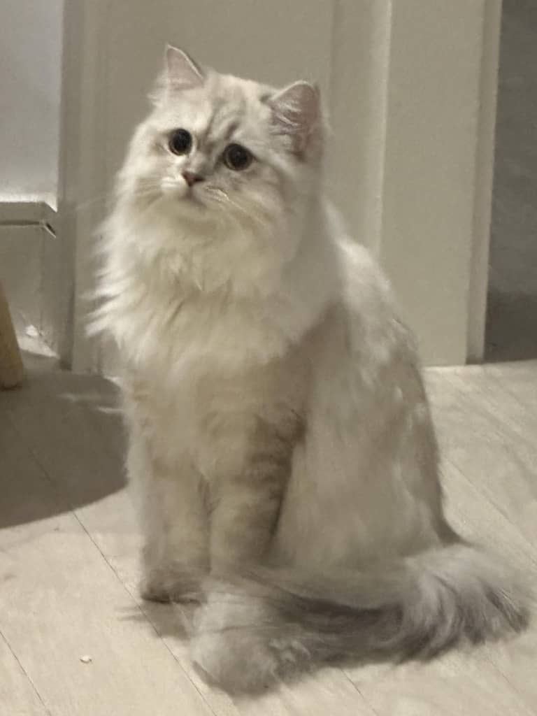 Beautiful scottish straight 4y female cat 