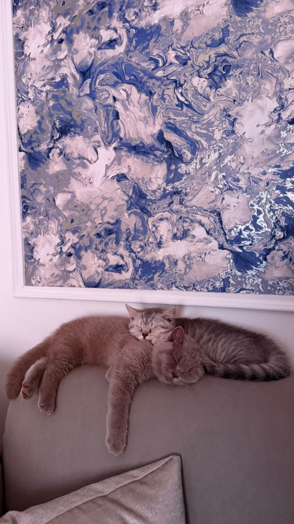 British Shorthair Kittens For Sale 