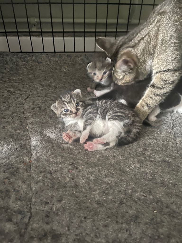 Female kittens