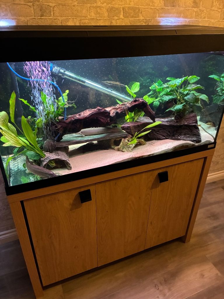 fish tank aquarium 