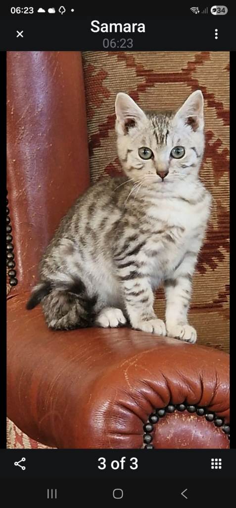 Silver Bengal x British Shorthair kittens