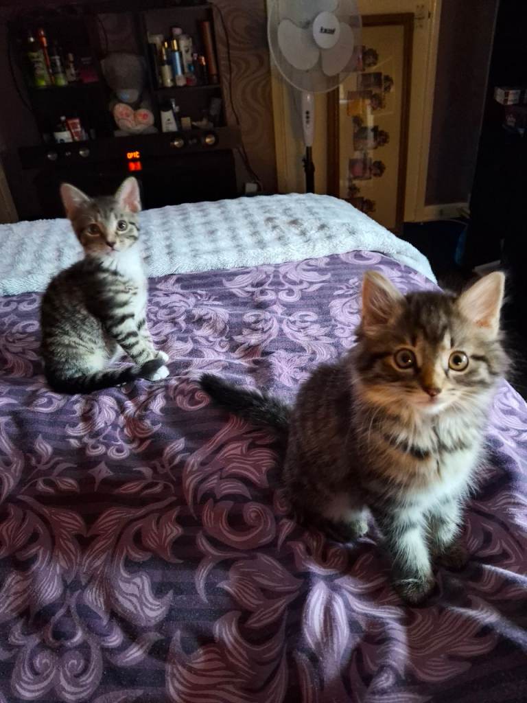 2 x half mancoon kittens