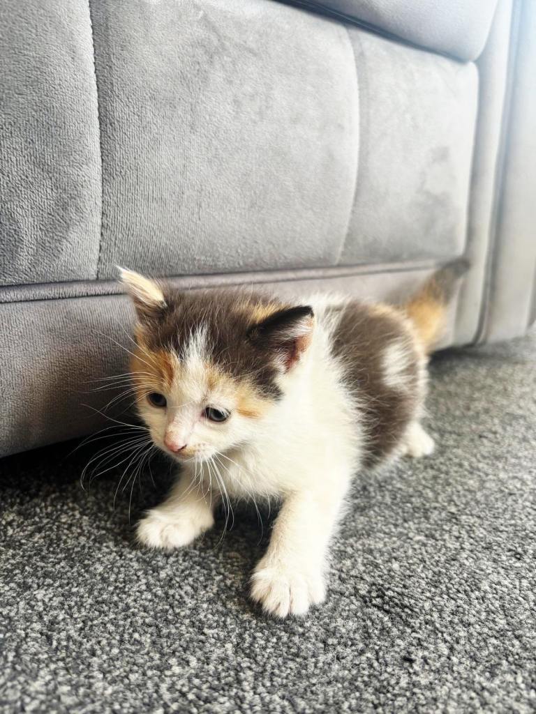 Kittens ready for new home