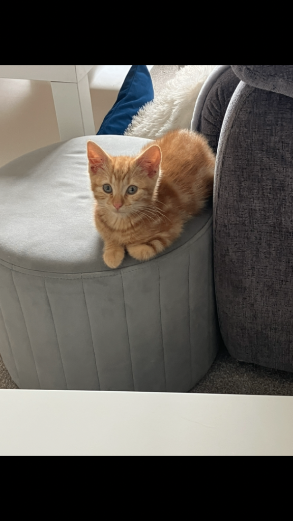 Ginger female kitten 