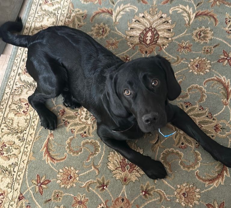 image for Black Labrador 