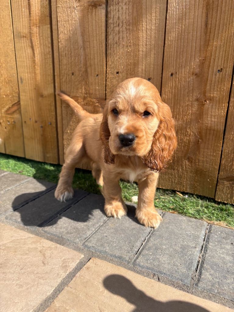 🧡 Show Cocker spaniel 🧡 