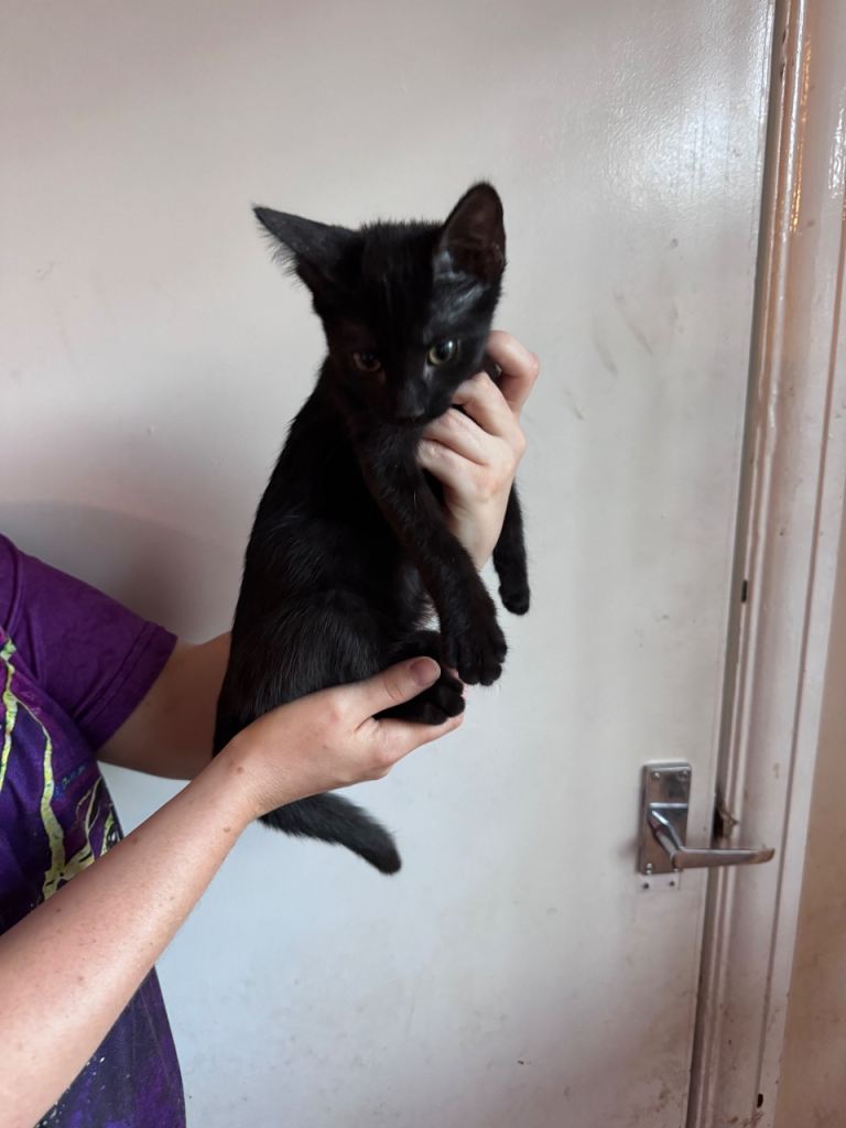 Kittens 